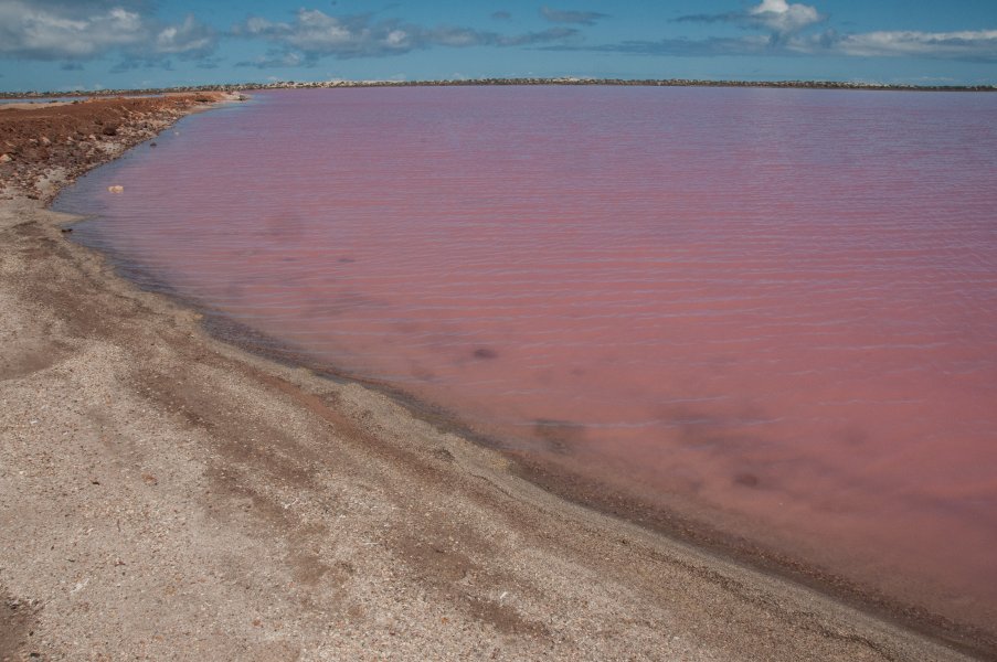 Розовое озеро Хиллер вблизи